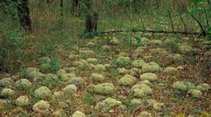 April 2002. Pipe-cleaner moss and reindeer lichen at the Prairie Grove Glades Preserve in Alabama.