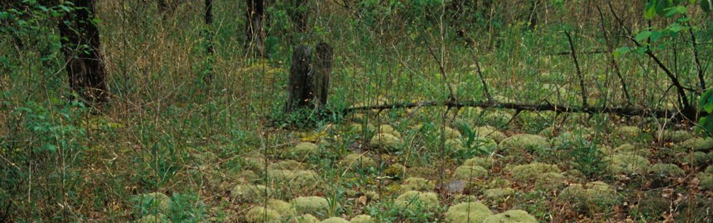 Prairie Grove Glades