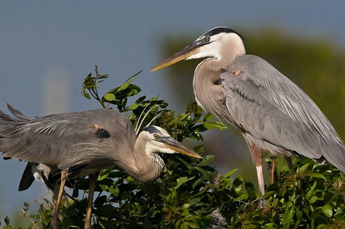 Two Great Blue Herons stand facing each other in a large nest. Two long legged gray-blue shore birds with long thin necks and long pointed beaks.