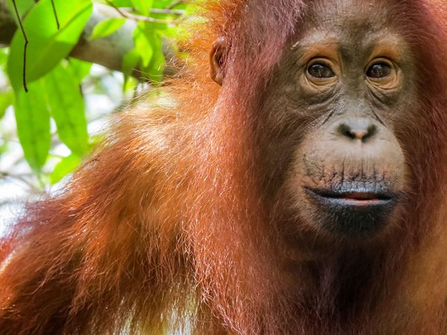 A closeup of a Borneo orangutan's face.