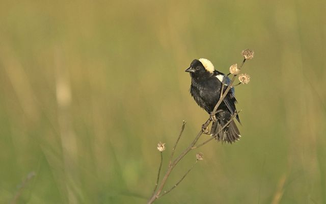 A black bird with a tuft of creamy white on the top of its head, sits on the end of a branch in the middle of a grassy field