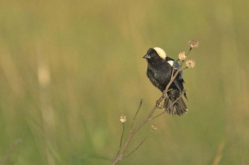 A black bird with a tuft of creamy white on the top of its head, sits on the end of a branch in the middle of a grassy field