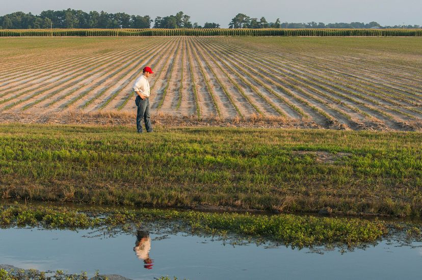 A man walks along the edge of a field next to a wide, water filled ditch to catch runoff.