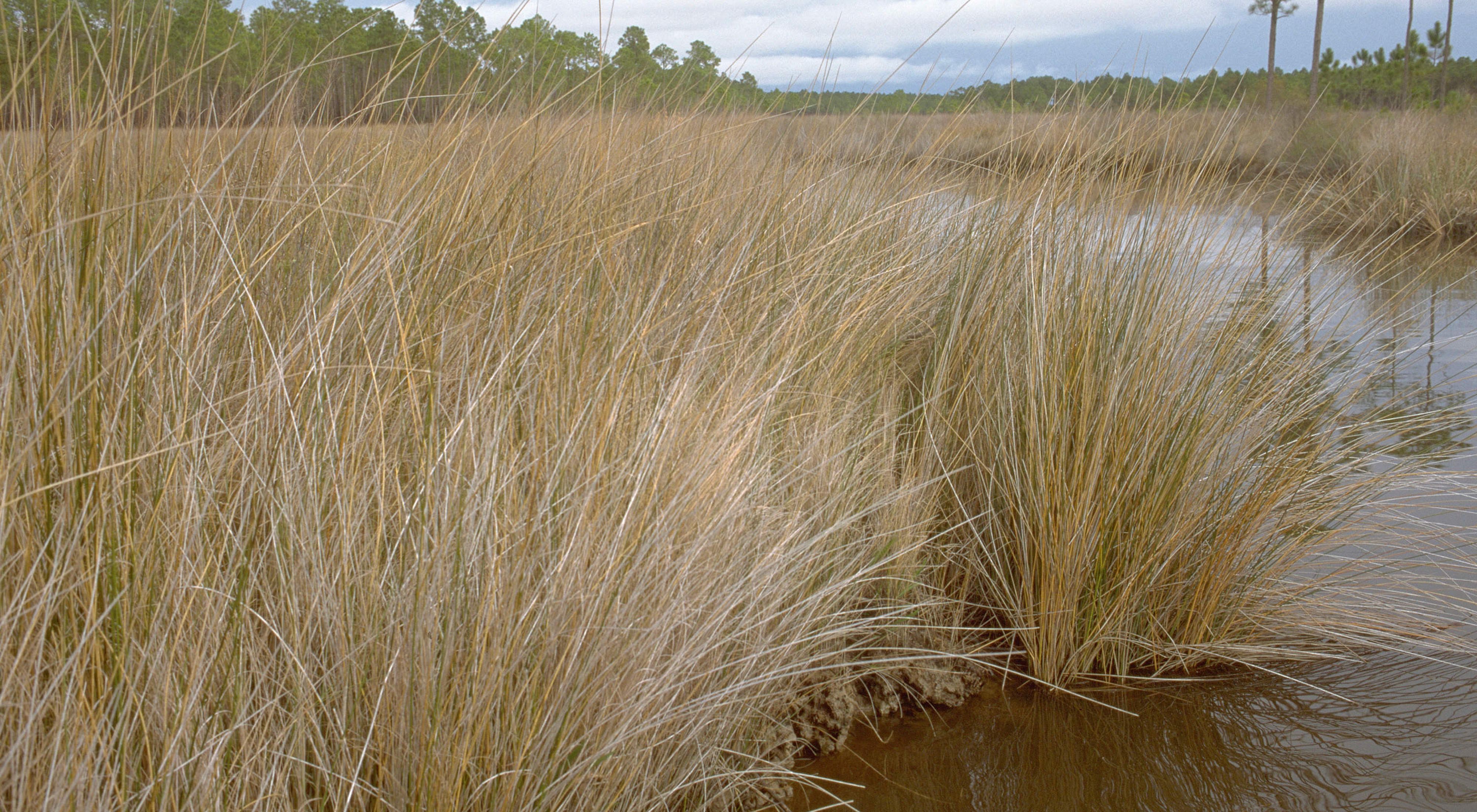Intertidal marsh at Grand Bay Savanna in Mississippi/Alabama, United States, North America.