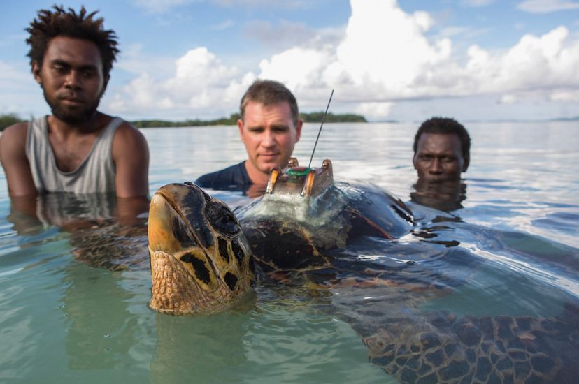Scientists set a tagged hawksbill free in the ocean. Three people stand in neck deep water behind a floating turtle.