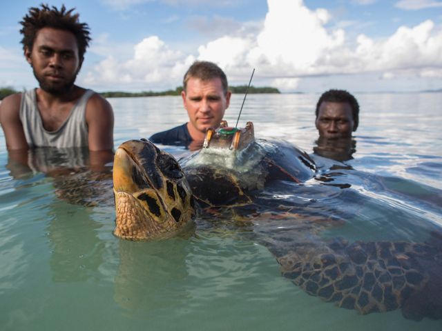 Three men in the ocean holding a Hawksbill turtle slightly out of the water with a tracker on its back.