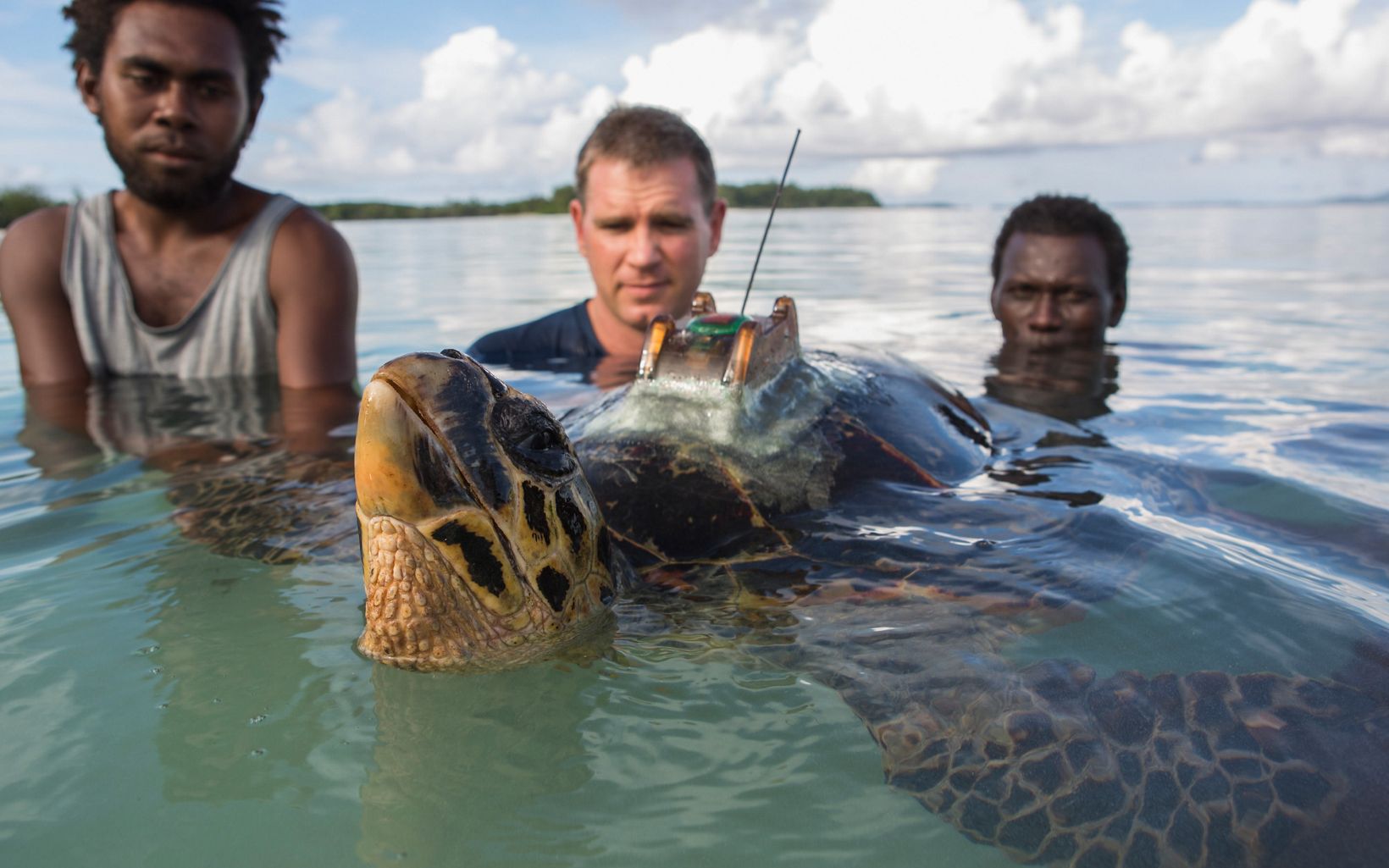 three men in the water tagging a sea turtle