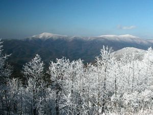A view through snow covered trees at a distant blue-tin