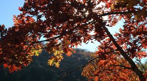 Silhouette of branches of a tree adorned with fiery orange and red autumnal leaves illuminated by sunlight.