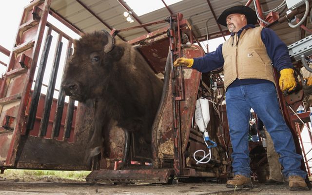 A man releases a bison from a chute