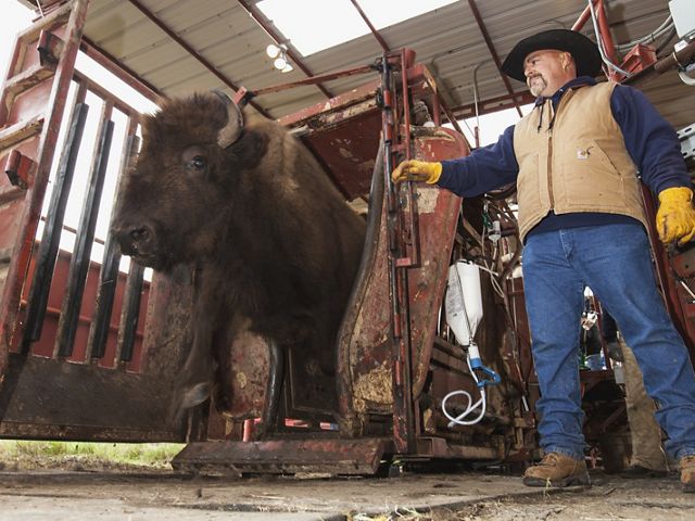 A man releases a bison from a chute