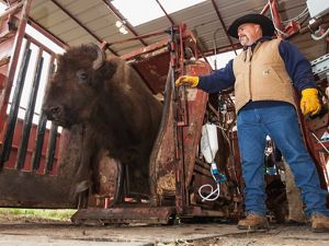 BIson exiting the corral after a health check during annual roundup.