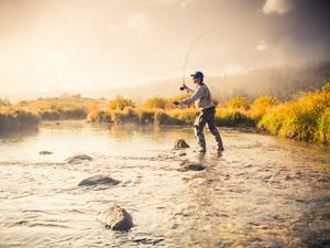 A park visitor fly fishing in the Big Thompson River in Moraine Park at dawn in Rocky Mountain Park, Colorado.