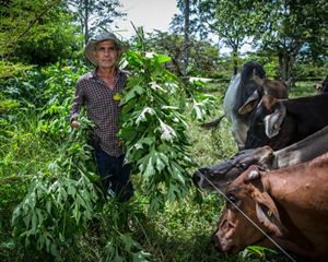 what is locally known as Boton de Oro, which contains high protein content, Cubarral, Meta, Colombia.