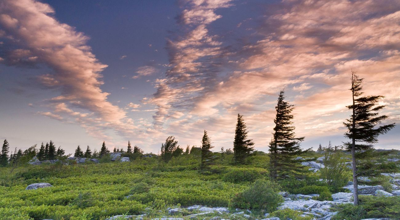 A collection of windswept trees line an alpine-like landscape with green ground cover under a sky with wispy clouds.