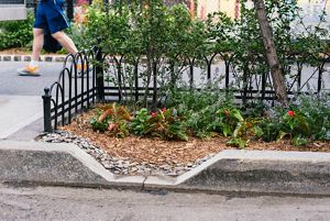 Trees grow along a city street.