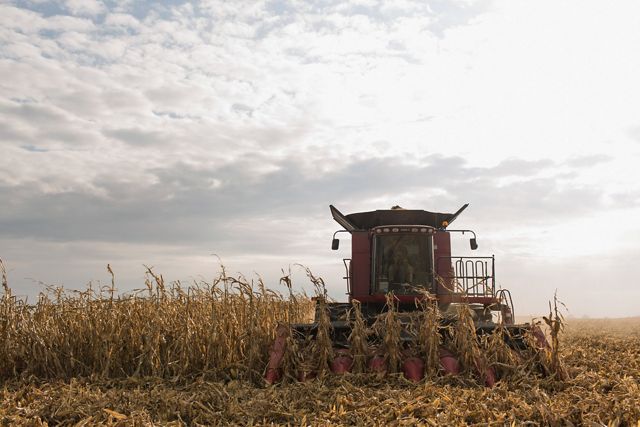 A machine harvests corn. 