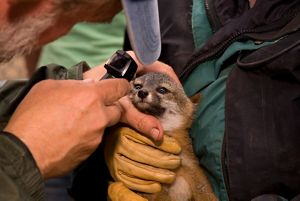 Santa Cruz Island Fox Facts Conservation Information