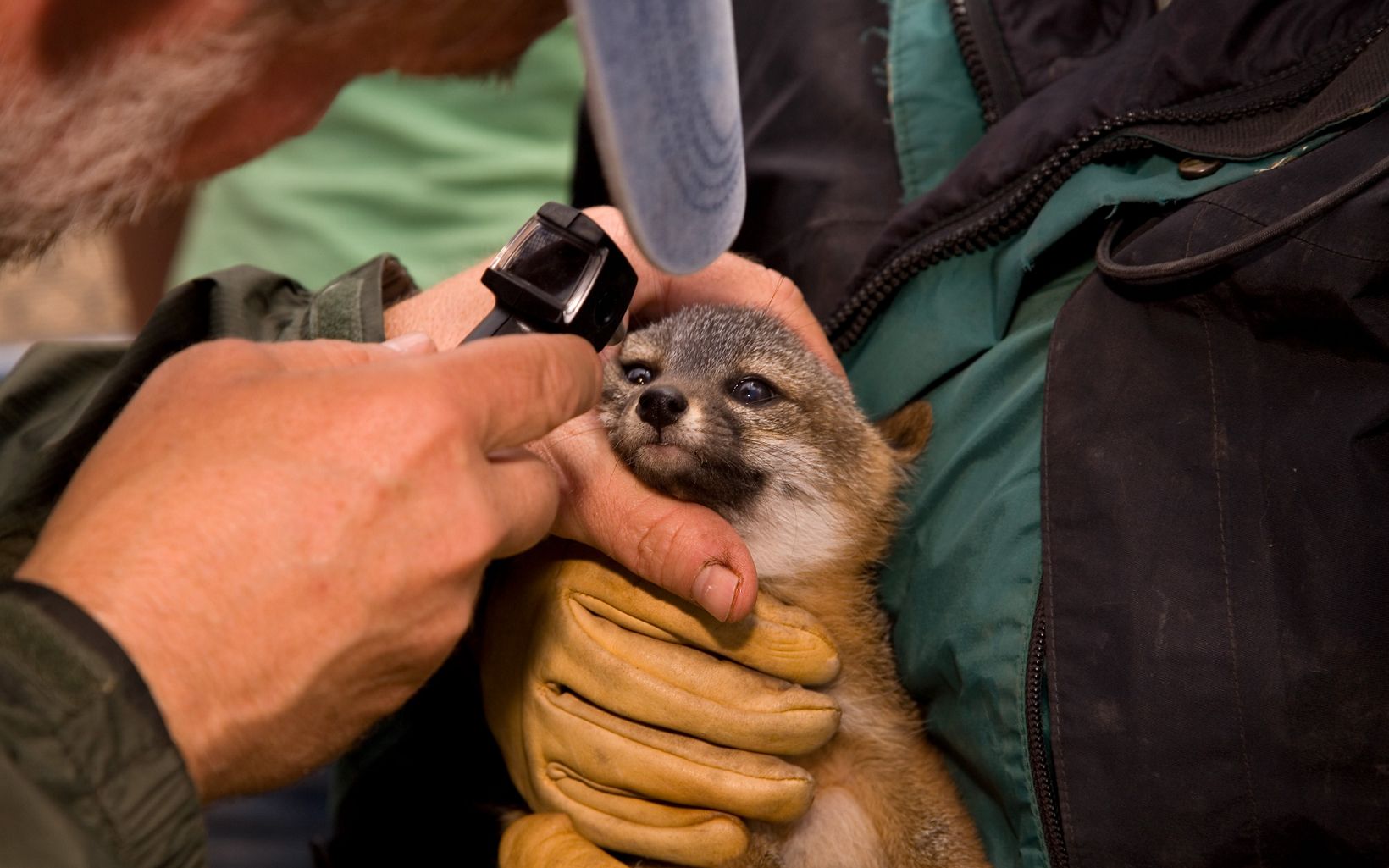 Veterinarian Dr. Vickers of the Institute for Wildlife Studies (IWS) examines captive foxes on Santa Cruz Island. The fur and bodies are examined for health; they are weighed and given shots.  © Miguel Luis Fairbanks
