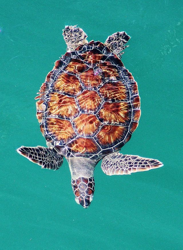 Top down view of a green sea turtle swimming in water.