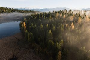 Evergreen trees growing down to the shore of a lake amid low, misty clouds.