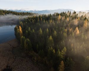 Evergreen trees growing down to the shore of a lake amid low, misty clouds.