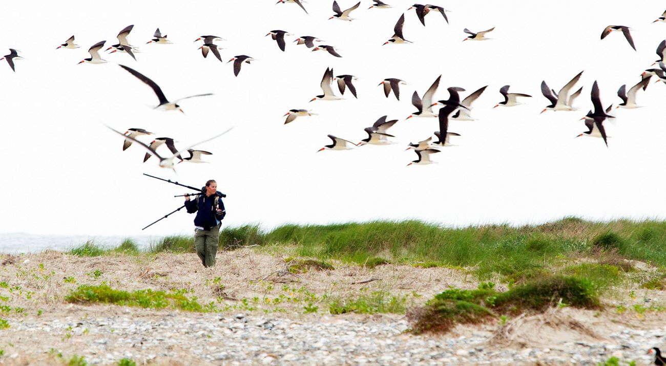A woman walks on the beach with a tripod resting across her shoulder. Black and white birds with thin orange bills fly overhead. The ocean is visible in the background.