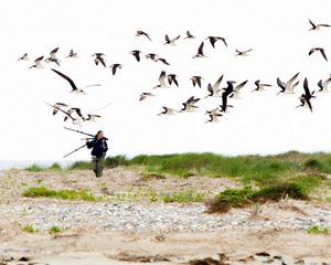 A woman carrying a tripod walks on the beach as a flock of black and white shorebirds fly overhead.