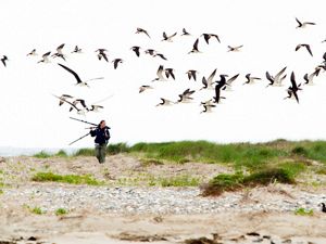 A woman carrying a tripod walks on the beach as a flock of black and white shorebirds fly overhead.