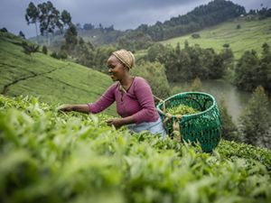 A person picks tea leaves on a tea plantation in Kenya and places them in a large basket slung around her shoulder.