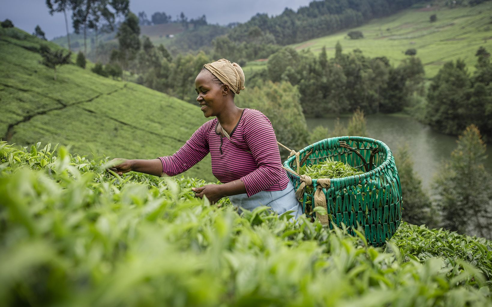 A woman picks tea on a hillside against a gray sky