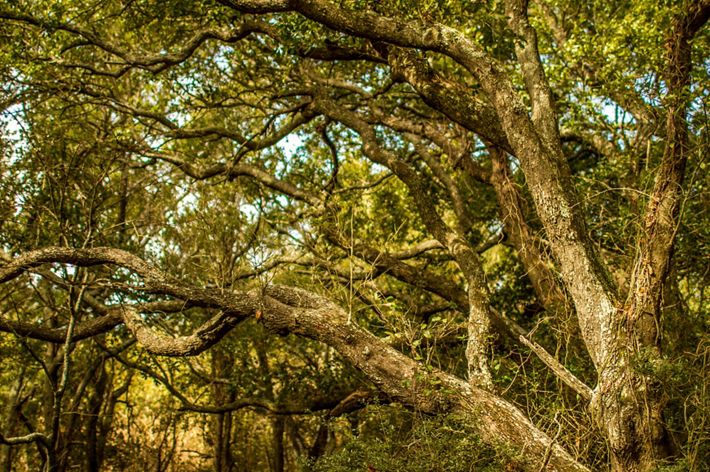 The wide, spreading branches of live oak trees form a canopy along a country road.