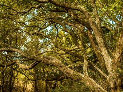 Winding oak branches against a forest and blue sky.