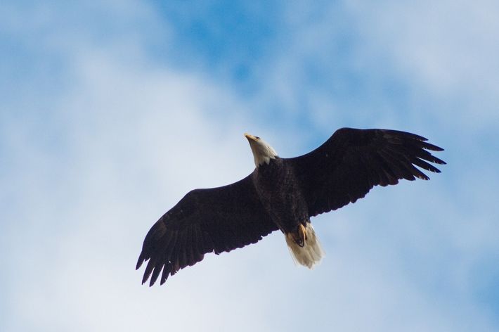 bald eagle in flight