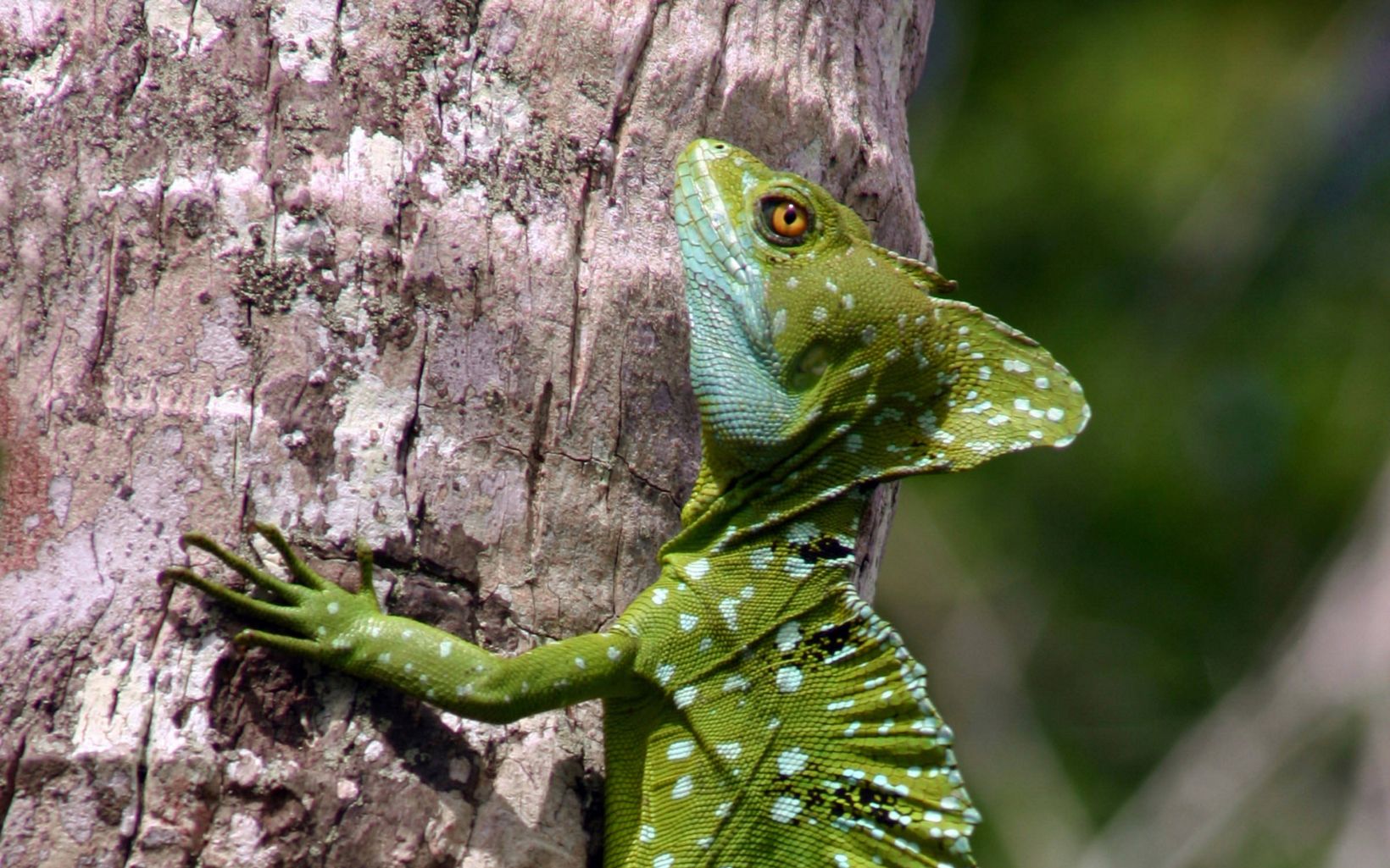 A polka dotted, green basilisk lizard clings to a tree trunk in the Rio San Juan area of Nicaragua.  