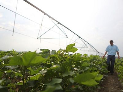 A farmer walks between rows of green plants.