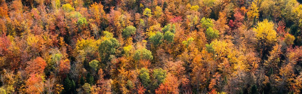 Overhead view of dense orange, autumn trees.