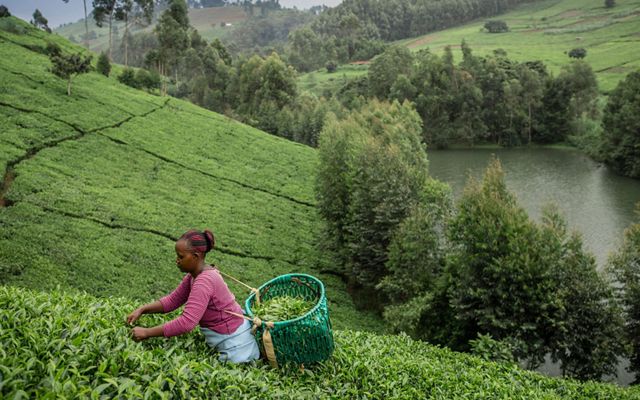A woman carries a large basket on her back and stands waist-deep in green tea plants as she picks the plants.