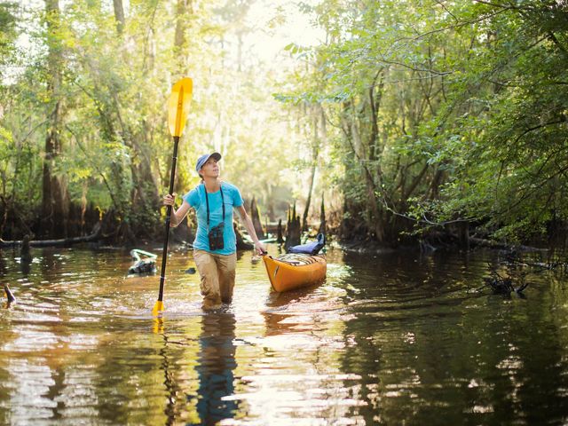 A woman walks through a cypress swamp pulling a kayak behind her.