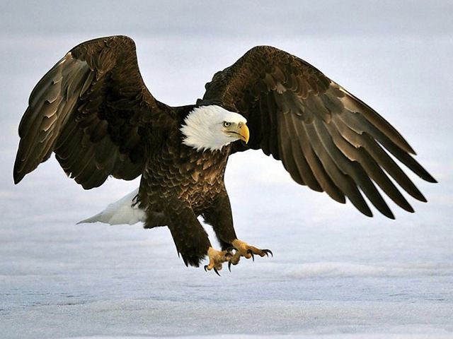 Large bald eagle swoops down in winter.