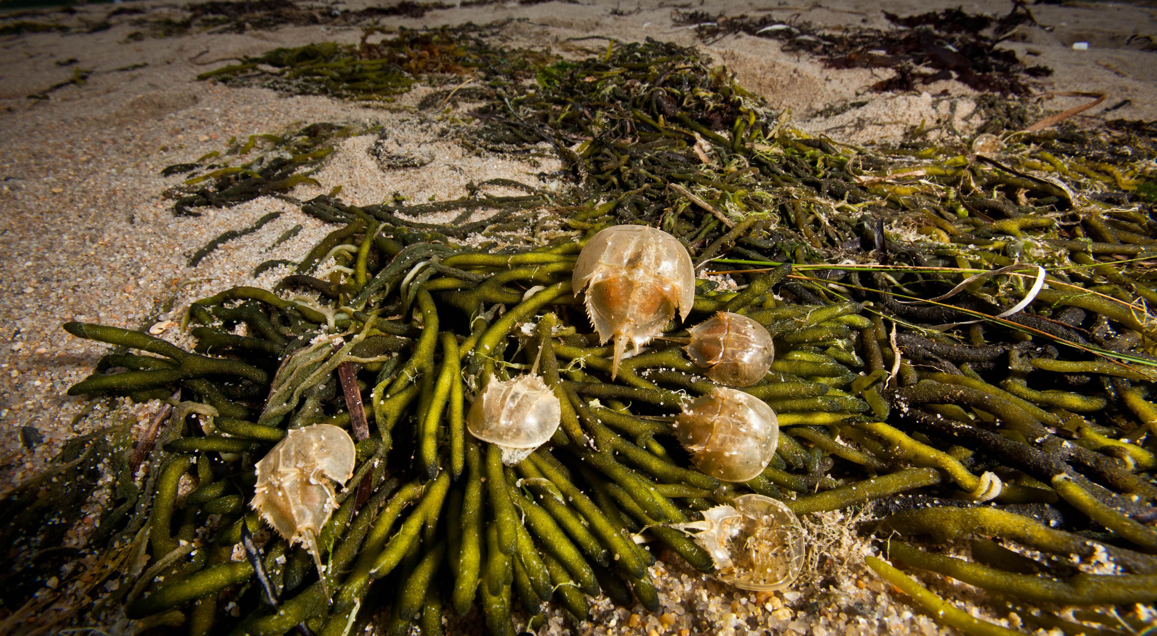 Six horseshoe crabs sit on top of a pile of green seaweed that has washed up onto a sandy Delaware Bay beach.