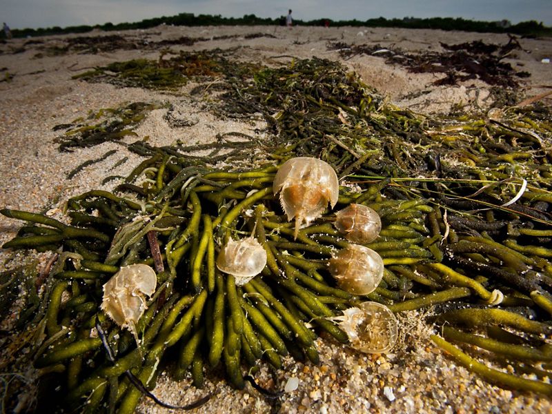 Six horseshoe crabs sit on top of a pile of green seaweed that has washed up onto a sandy Delaware Bay beach.