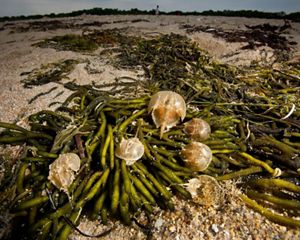 Six horseshoe crabs sit on top of a pile of green seaweed that has washed up onto a sandy Delaware Bay beach.
