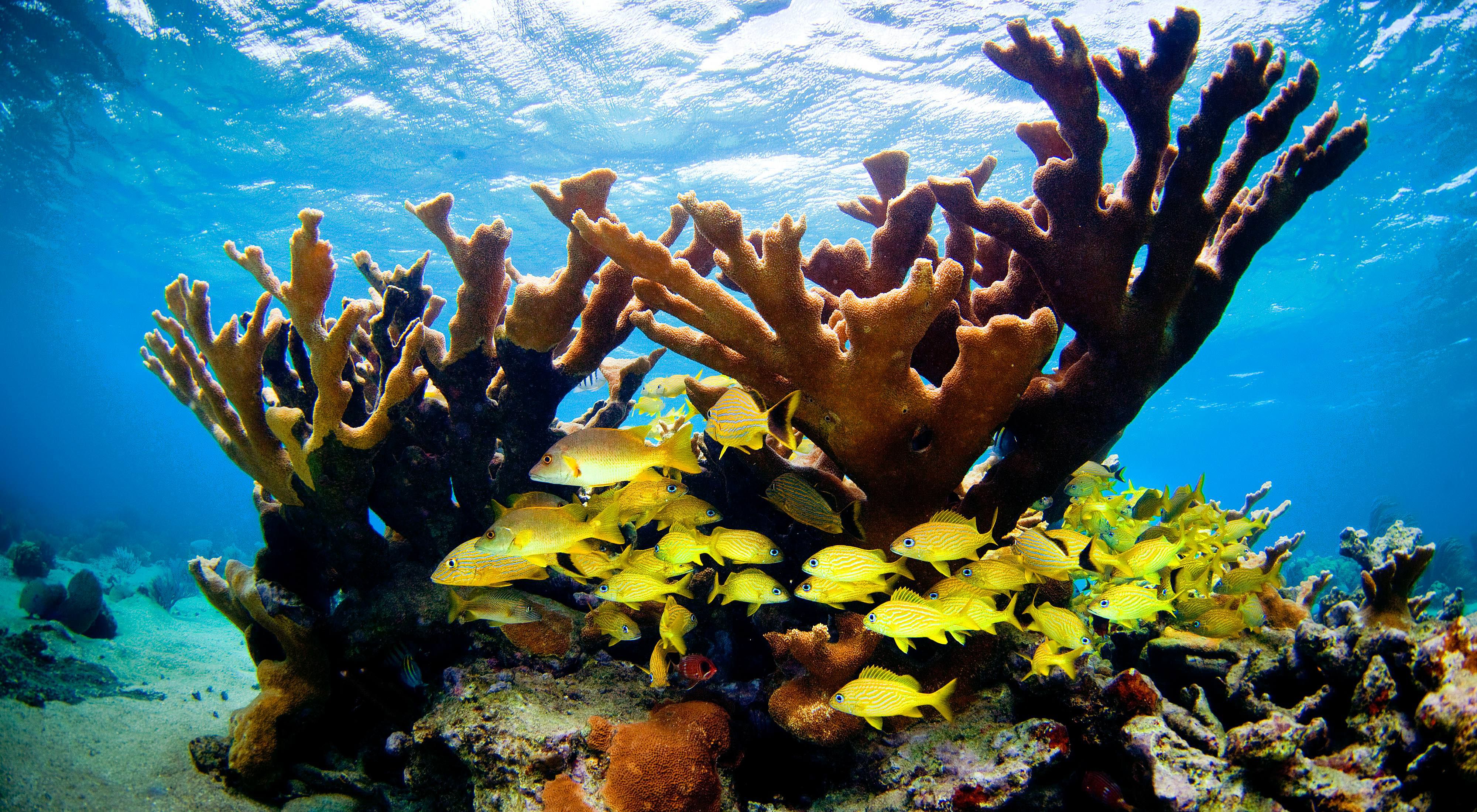 French grunts swim among elkhorn coral