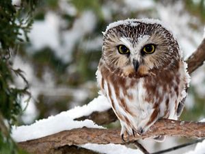 A saw whet owl sits on a branch in falling snow