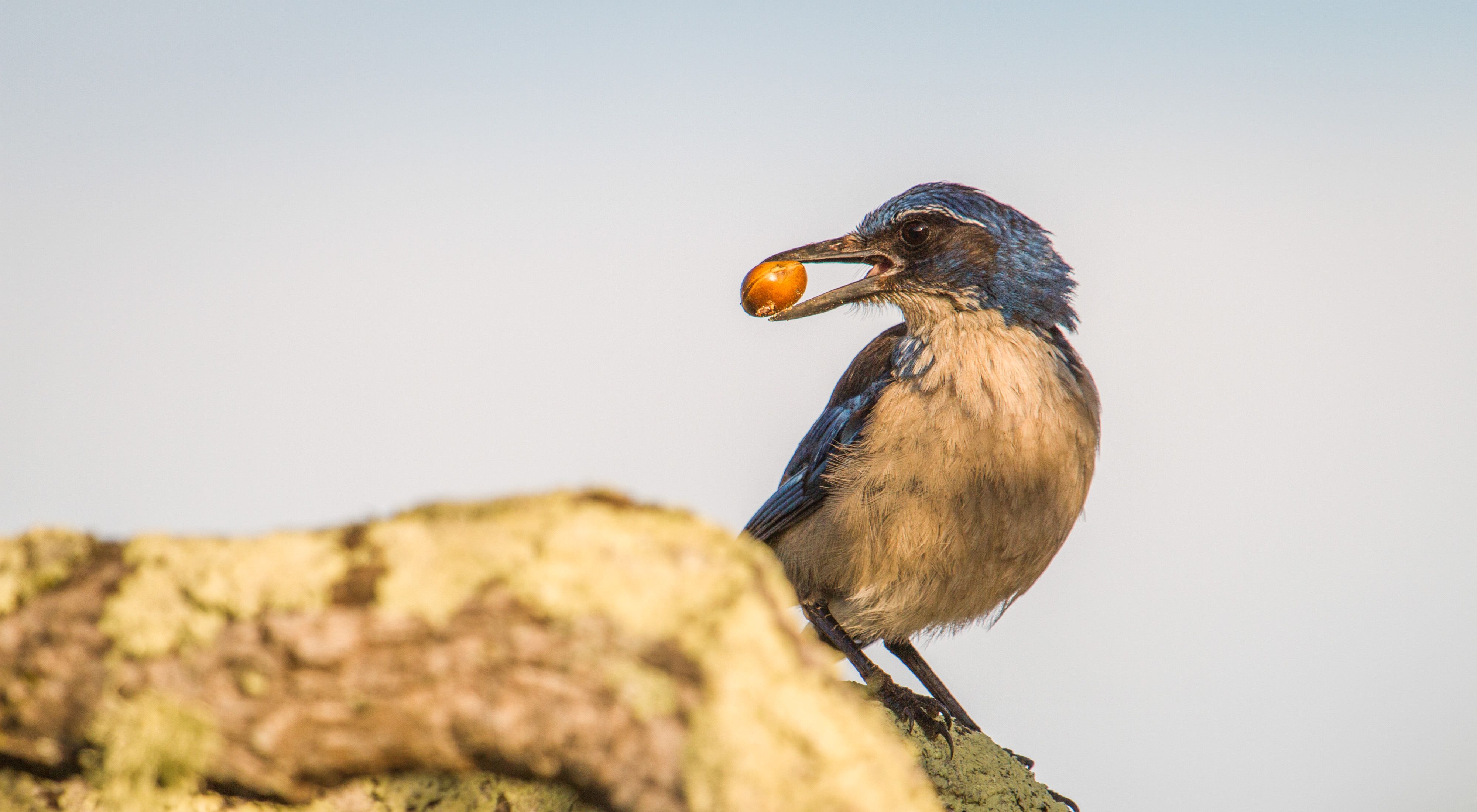 (ALL INTERNAL RIGHTS, LIMITED EXTERNAL RIGHTS) May 2016. An island scrub-jay (Aphelocoma insularis) takes native seeds that researchers have placed on an oak tree branch. Island scrub-jays are considered ecosystem engineers and play a large role in shaping the environment. Jays cache large seeds to store them for later, and in so doing help disperse oak and pine trees into new areas.  If jays were reintroduced to Santa Rosa Island, they could help restore oak and pine habitat that is currently very limited and degraded. Photo credit: © Morgan Heim/Day's End Productions 