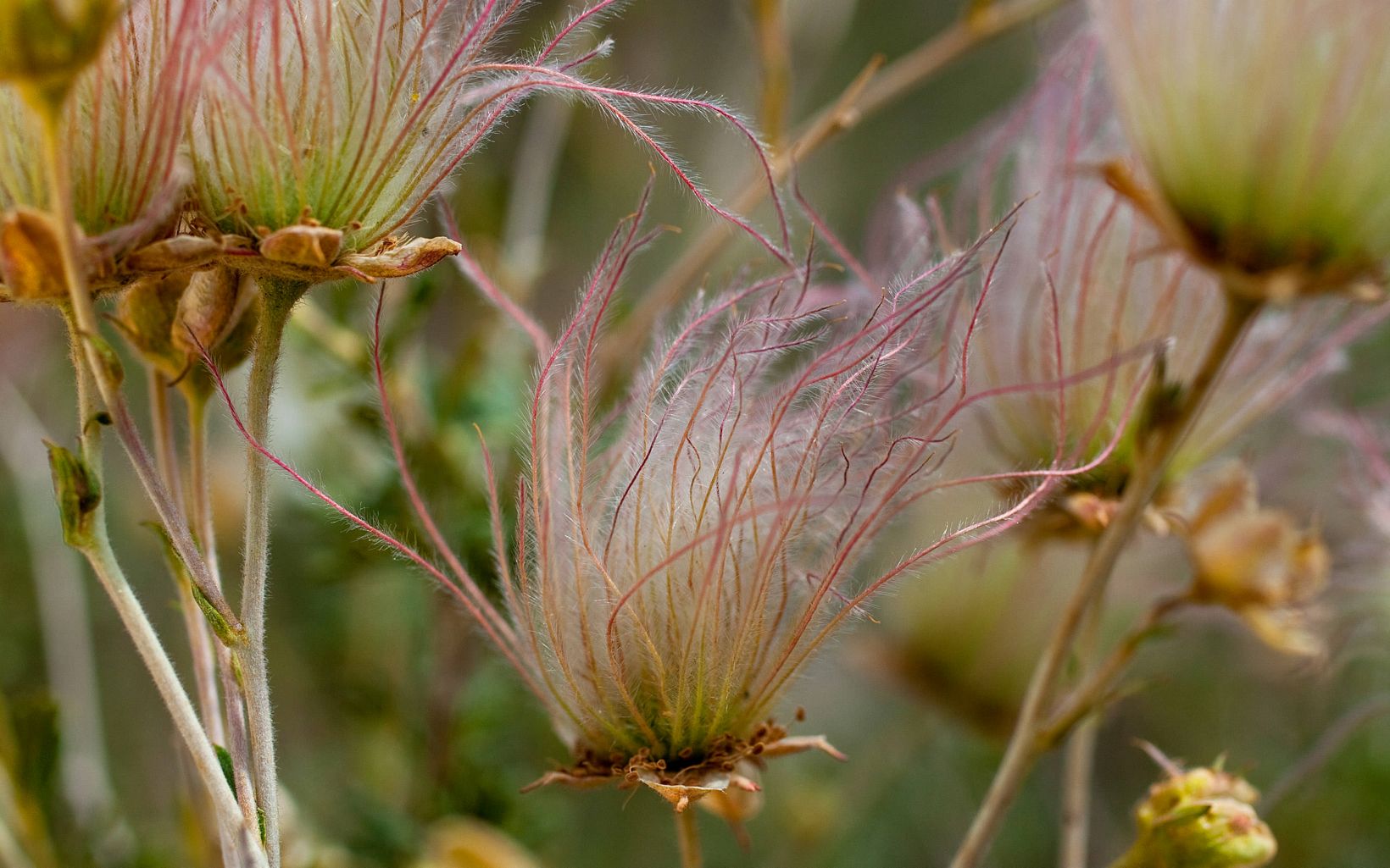 A macro image of flowers with feathery pink flowers.