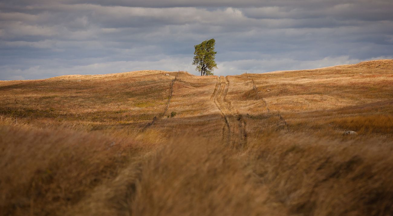 A golden grassland with a single tree.
