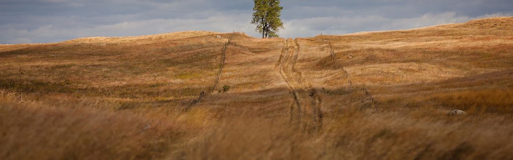 Rolling grassland with a lone pair of trees in the distance.