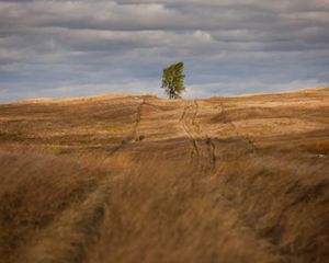 A golden grassland with a single tree.